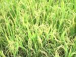 Land Philippines