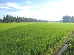 Land Philippines