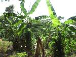 Land Jamaica