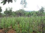 Land Jamaica