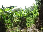 Land Jamaica