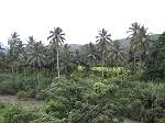 Land Jamaica